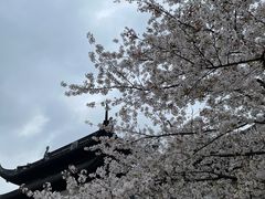 -苏州上方山国家森林公园