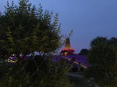 -大塘金香草谷