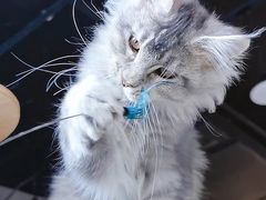 -十年猫舍·猫咪专门店(普陀店)