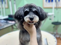 -鑫艺宠物美容培训学校