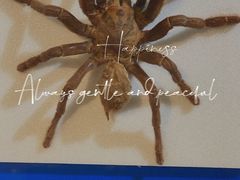 -上海昆虫博物馆