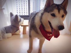-Husky Go! 哈士奇体验馆·宠物咖啡厅狗咖