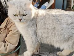 -喵屿·大理花园猫咖