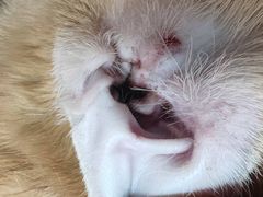 -瑞派长江宠物医院·猫科·外科·24小时夜护(谊城公寓分院)