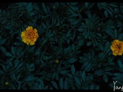 -菊花台公园