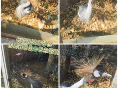 -红山森林动物园