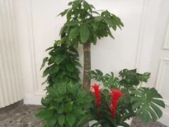 -宝燕壹号(长寿店)