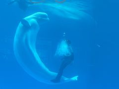 -海合安成都极地海洋公园