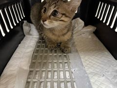 -安安宠医宠物医院·异宠·犬猫内科(岳阳分院)