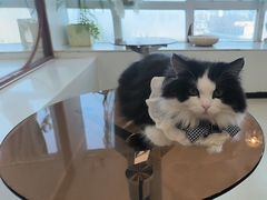 -共舞时光猫咖·狗咖(新街口店)