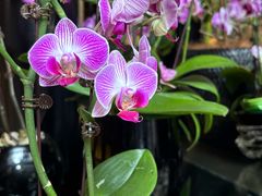 -天津君隆威斯汀酒店