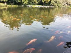 -西湖外事游船(花港观鱼码头)