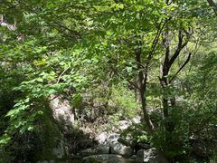 -王顺山国家森林公园