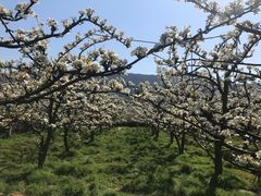 -树山生态村