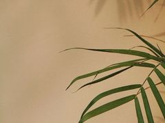 -BeauTea水仙(coco park店)