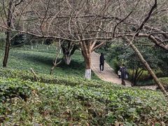 -杭州半山国家森林公园