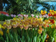 -石家庄市植物园