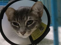 -瑞派旺宝宠物医院·犬猫全科综合·尿道专科(莲兴院)