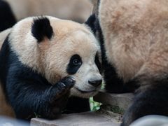 -中国大熊猫保护研究中心雅安碧峰峡基地