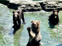 -深圳野生动物园