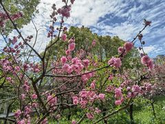 -南汇桃花村