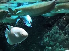 -太平洋海底世界