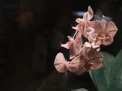 -上海自然博物馆