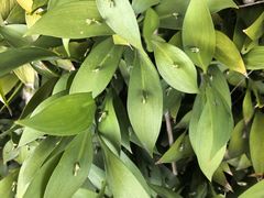 -墨尔本皇家植物园