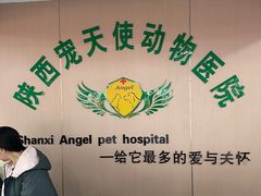 -天使宠物医院·犬猫分诊(彩虹店)