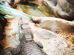 -圣地亚哥动物园