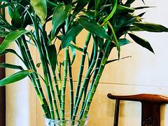 富贵竹-金蝉食府(维吉奥广场店)