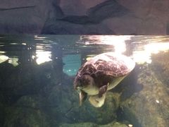 -广东省拱北口岸中国旅行社(华宾营业部)