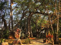 -瑞丽独树成林风景区