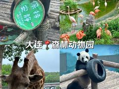 -大连森林动物园