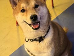 -柴犬小屋·柴餐厅·狗咖食堂(金鼎广场店)