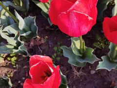 -大宁郁金香公园-停车场