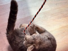 -楼上猫咖(罗湖店)