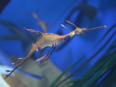 -悉尼海洋生物水族馆