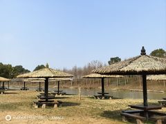 -合肥滨湖国家森林公园
