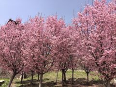 -古柏渡飞黄旅游区