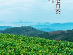 -华祥苑茶馆•国缤茶小蓝罐(普罗旺斯店)