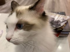 -BABIT巴比特宠物(MOMOPARK店)