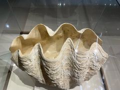 -青岛贝壳博物馆