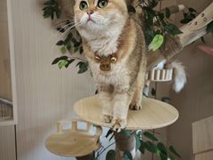 -唐小姐の私宠·宠物洗护美容·撸猫馆·购宠(周浦万达旗舰店)