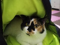 -美联众合动物医院·24h京西诊疗中心