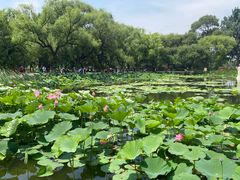 -北陵公园