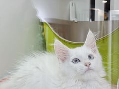 -青奢宠物·青奢猫舍