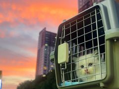 -唐小姐の猫狗洗护·购宠旗舰店(周浦万达店)