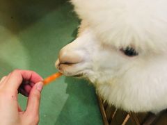 -藦茜花园宠物主题亲子互动体验馆(国顺东路店)