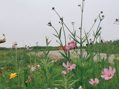 -空港花田景区